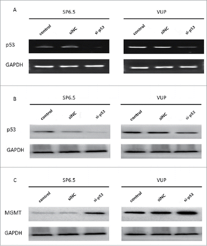 Figure 4. siRNA transfection downregulated p53 expression and resulted in an upregulation of MGMT. (A) PCR analysis of p53 expression in VUP and SP6.5 cells 48 h after transfection with p53-specific siRNA (si-p53), negative control siRNA (siNC) or PBS control (control). (B) Western blot analysis of p53 expression in VUP and SP6.5 cells 48 h after transfection. (C) Western blot analysis of MGMT expression in VUP and SP6.5 cells 48 h after transfection.