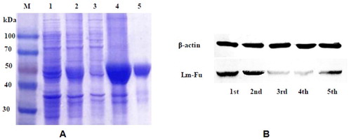 Figure 7. SDS-PAGE (A) and Western blot (B) analysis of Lm-Fu. Note: (A) SDS-PAGE analysis: M, protein Marker (TransGen Biotech, Beijing); Lane 1, recombinant product of pET-30a-Lm-Fu without inducer; Lane 2, recombinant product with inducer; Lane 3, supernatant of cell lysate; Lane 4, precipitate fraction; Lane 5, purified recombinant protein. (B) Protein expression analysis of Lm-Fu at different stages.