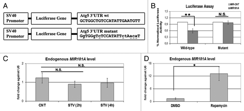 Figure 6. ATG5 as a direct target of MIR181A and changes in endogenous MIR181A levels during cellular stress. (A) A scheme representing luciferase constructs with wild-type (wt) or mutant 3′ UTR MIR181A MRE sequences of ATG5. Mutations are marked in lower case letters and underlined. (B) Normalized luciferase activity in lysates from 293T cells co-transfected with wild-type or mutant ATG5-luciferase constructs and MIR181A or MIR-CNT (mean ± SD of independent experiments, n = 3, **p < 0.01. N.S., not significant). (C) TaqMan quantitative PCR (qPCR) analysis of endogenous MIR181A levels under control (CNT, no starvation) or starvation (STV, 2 h and 4 h) conditions. Endogenous MIR181A levels were not responsive to starvation treatment (mean ± SD of independent experiments, n = 3, N.S., not significant). TaqMan qPCR data were normalized using U6 small nuclear 1 (RNU6-1) (U6) mRNA levels. (D) TaqMan qPCR analysis of endogenous MIR181A levels in cells treated with DMSO (carrier) or rapamycin. Endogenous MIR181A levels were increased following rapamycin treatment (mean ± SD of independent experiments, n = 4, *p < 0.05).
