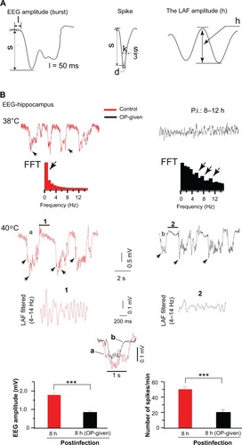 Figure 1 Abnormal EEG activities were reduced in infected rats treated with OP soon after infection. (A) The characterization of abnormal EEG components (s, amplitude in mV, from the base line to depth negative, l = 50 ms); spike (1 ms < d ≤ 15 ms, 1 < k ≤ 35 ms); LAF amplitude (h, amplitude in mV). (B) The recorded abnormal EEG activities at 8 to 12 hours after infection are displayed at 38°C and 40°C body temperatures. Left: At 38°C in the control rats, EEG displayed slow activity and its corresponding dominant slow component (arrow) is depicted in the FFT plot. At 40°C, EEG displayed high-voltage slow EEG activity with enhance LAF amplitude as depicted in the filtered (4–14 Hz) and expanded segment (1, right). In the OP-administered rats, EEG shows theta oscillations (top) at 38°C and the EEG corresponding FFT plot peaked at various theta band frequencies indicated by the arrows (bottom). At 40°C, EEG displayed a low-voltage slow EEG activity. The LAF is shown in the expanded segments (2) filtered at 4–14 Hz. Note a disrupted rhythmic activity and reduce amplitude in the trace (2). Superimposed traces of bursts of the control EEG (a) and of OP-administered EEG (b) displaying a clear reduced amplitude of OP-administered trace. Bottom: Quantification of EEG amplitude (left) and EEG spikes (right) are plotted.