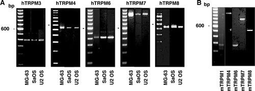 Figure 2.  Gene expression of the TRPM channels in osteoblast-like cells. Total RNA isolated from human (A) or murine (B) cells was used to synthesize complementary DNA for PCR amplifications using specific primers for each human TRPM (hTRPM) or murine TRPM (mTRPM) channels. Representative data are shown from RNA isolations of at least three independent cultures. Left lane: 100 bp ladder.