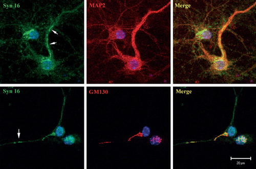 Figure 4.  Syn 16 at the dendritic Golgi. Mouse cortical neurons at 8DIV were double- labeled with rabbit antibody against Syn 16 (FITC, green) and mouse monoclonal antibodies against neuronal (dendritic) marker MAP-2 (upper panel) or GM130 (bottom panel) (Texas Red, red). Arrows point to Syn 16 positive dendritic Golgi structures. Scale bar = 10 µm.