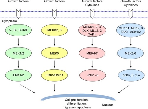 Figure 1 Mitogen-activated protein kinase signaling pathways.