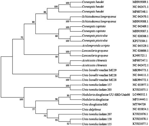 Figure 1. The phylogenetic analysis of Unio douglasiae MG and other mollusks based on the mitogenome sequences.