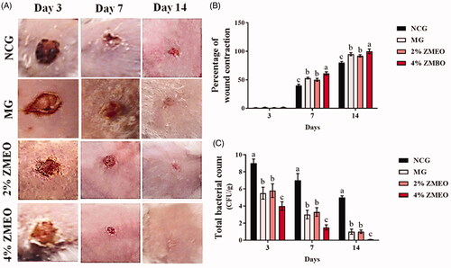 Figure 2. The effects of topical administration of ZMEO on (B) wound contraction rate and (C) tissue bacterial count (CFU/g) in different days. Superscripts (a–d) indicate significant differences in same day at p < 0.05.