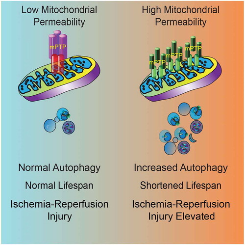 Figure 1. Model of the effects of autophagy on lifespan and health with VDAC1 accumulation and increased mitochondrial permeability (right) versus normal mitochondrial permeability (left).