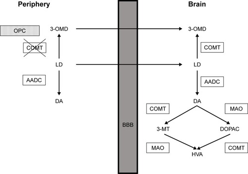 Figure 1 LD metabolism and place of action of OPC.