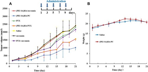 Figure 6 The therapeutic effect of different drugs. (A) The volume of tumor in different time in different groups. (B) The change in body weight of nude mice in normal saline and (PEI-SA) HA group at different times. There was no significant difference in body weight changes.Notes: In order to get the statistical significance between every two groups, we use the method of two-sample t-test. It showed that the tumor volume of the (PEI-SA)HA/PC group was significantly lower than that of the other groups at 5% level except lower than that of the (PEI-SA)HA/PTX group at 10% level. At the same time, the (PEI-SA)HA/PTX group was only significantly lower than the group of Saline, (PEI-SA)HA/curcumin and curcumin at 10% level.