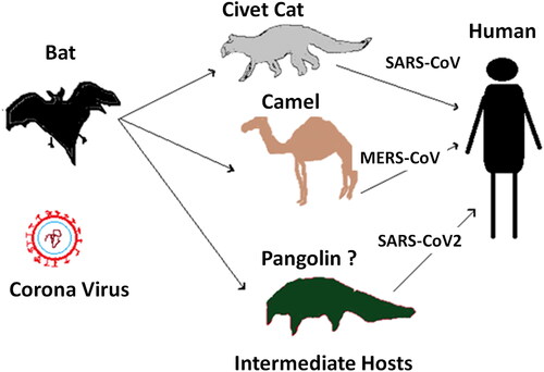 Figure 1. Proposed zoonotic transmission of SARS-CoV-2 to humans. The proposed assumptions of mode of transmission of novel SARS-CoV-2 to humans were drawn from the previous studies (Lau et al., Citation2010; Li, Zai et al., Citation2020; Müller et al., Citation2014; Shereen et al., Citation2020; Zhou et al., Citation2020).