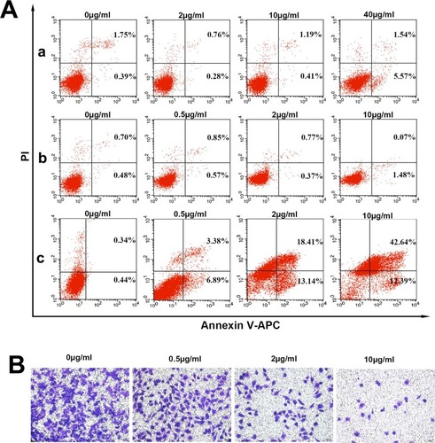 Figure 7 Results of the apoptosis assay and Transwell experiment of the nanocomposites in vitro.Notes: (A) The apoptosis of MCF-7/ADR cells treated with MSN (a), free DOX (b) and nanocomposites (c) for 24 h. (B) Effects of nanocomposites on the invasion and motility of MCF-7/ADR cells. The cells were cultured with the indicated concentrations of nanocomposites. The cells were stained with crystal violet.Abbreviations: FITC, ﬂuorescein isothiocyanate; PI, propidium iodide; DOX, doxorubicin hydrochloride; MSN, mesoporous silica nanoparticle.