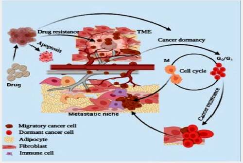 Figure 2. Tumor microenvironment facilitate the proliferation and migration of cancer cells to pre-metastatic niche. Cancer microenvironment also maintains the plasticity and dormancy (G0/G1) in cancer cells. Physiological stress or drug environment induces the dormancy in cancer cells and dormant cancer cells initiate the growth of secondary tumor or reoccurrence of cancer