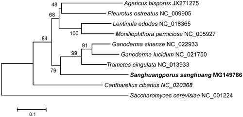 Figure 1. The phylogenetic position of S. sangahuang among the selected species of Agaricomycotina. The tree was inferred from neighbour-joining method based on atp6 nucleotide sequences. Bootstrap values greater than 50% are shown above the corresponding nodes.
