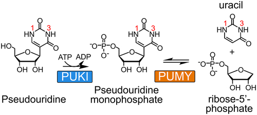 Figure 1. Two-step degradation reaction of pseudouridine. PUKI and PUMY are responsible for pseudouridine catabolism. Atomic numbering of the nucleobase is indicated.