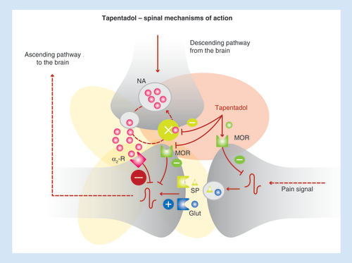 Figure 2. Spinal mechanisms of action of tapentadol.MOR: μ-opioid receptor; NA: Noradrenaline.