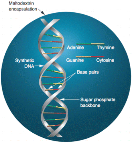 Figure 1. Schematic representation of a DNA barcode encapsulated in a sugar particle.