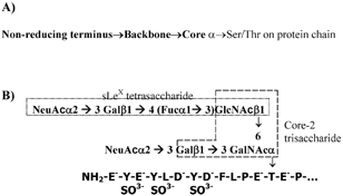 2 O-glycans that act as selectin-ligands: (A) The complex chains of O-linked sugars found on mucinous glycoproteins consist of three distinct regions: core, backbone and non-reducing terminus. Here, the core structure forms the critical link between the protein chain and the sugar backbone. Among the known core structures, the core-2 structure Galβ1→3(GlcNAcβ1→6)GalNAcα-Ser/Thr, is prominent in selectin ligands (Citation14). The natural ligands for selectins including PSGL-1, CD34 and GlyCAM-1 bear core-2 sugars. (B) The carbohydrate structure of PSGL-1 that is thought to represent a physiological selectin ligand is di-sialylated at the non-reducing terminus and lacks a distinct backbone (Citation43). It is located near the N-terminus of the PSGL-1 peptide chain, which has sulfated tyrosine residues. The core-2 and sialyl Lewis-X structures are shown.