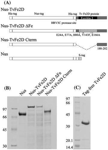 Fig. 5. Recombinant TvFe2D proteins used in this study. (A) Fusion proteins of Nus-tag, His-tag and TvFe2D protein. In Nus-TvFe2D ΔFe, five residues conserved in the Fe-binding site of the ferritin domain were mutated. In Nus-TvFe2D Cterm, the region 180–282 downstream of the ferritin 2 domain was fused to the tag protein. (B) SDS-PAGE of the recombinant proteins purified by His-tag affinity resin. (C) SDS-PAGE of tag-free TvFe2D, purified by anion-exchange chromatography after cleaving HRV3C protease site of Nus-TvFe2D.