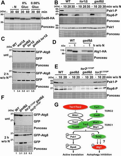 Figure 3. TORC2 interacts with TORC1 under basal condition and affects autophagy activation. (A) Inhibition of TORC2 kinase activity by glucose, but not nitrogen, depletion causes Gad8 dephosphorylation. MM cultures of strain AN0175 (WT), expressing Gad8-HA, were shifted or not to nitrogen-free or glucose-free medium, and processed and analyzed as in Figure 2A, using anti-HA antibody. (B) Effect of TORC2 pathway mutants on the inhibition of Psk1 and Rsp6 phosphorylation, downstream of TORC1, after nitrogen depletion. MM cultures of strains AN0179 (WT), RB17 (tor1Δ) and RB18 (gad8Δ), all expressing Psk1-Myc, were shifted or not to nitrogen depleted media for 10–30 min and analyzed as in Figure 2A. Anti-Myc was used as a loading control to demonstrate that Psk1 phosphorylation but not Psk1 levels are altered in the TORC2 mutants (Psk1). (C) Effect of TORC2 pathway mutants on autophagy activation upon nitrogen depletion. MM cultures of strains CC10 (WT), CC92 (wat1Δ), CC70 (gad8Δ), CC16 (tor1Δ) and RB4 (gad8Δ tor1Δ), all expressing GFP-Atg8, were shifted or not to nitrogen-free medium, and processed and analyzed as in Figure 2C. Numbers below the panels represent the amount of cleaved GFP relative to the amount after 2 h without nitrogen in WT (with an assigned value of 1). (D) Atg1 dephosphorylation after nitrogen depletion is unaffected in strain gad8Δ. MM cultures of strains CC99 (WT) and CC116 (gad8Δ), both expressing Atg1-HA, were shifted or not to nitrogen-free medium, and processed and analyzed as in Figure 2D. (E) Synthetic interaction between TORC1 and TORC2 mutants on TORC1 kinase activity. MM cultures of strains CC10 (WT), CC70 (gad8Δ), CC128 (tor2L1310P gad8Δ) and JUP1350 (tor2L1310P) were shifted or not to nitrogen-free medium, and processed and analyzed as in Figure 2A. (F) Synthetic interaction between TORC1 and TORC2 mutants on autophagy. MM cultures of strains CC10 (WT), CC70 (gad8Δ), RB32 (tor2L1310P gad8Δ) and CC112 (tor2L1310P), all expressing GFP-Atg8, were shifted or not to nitrogen-free medium, and processed and analyzed as in Figure 2C. Numbers below the panels represent the amount of cleaved GFP relative to the amount after 2 h without nitrogen in WT (with an assigned value of 1). (G) Scheme depicting the positive regulation of TORC1 kinase activity by the TORC2 components Tor1 and Gad8 under nutrient-rich conditions. Deletion or point mutants used in this study are represented in red (low autophagy) and green (high autophagy). See text for details.