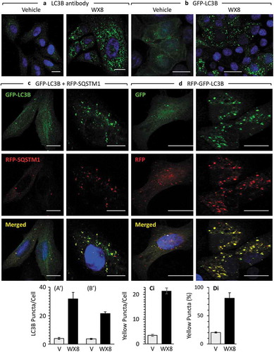 Figure 9. WX8-induced accumulation of autophagosomes. (a) U2OS cells were cultured in the presence of either vehicle or 1 µM WX8 for 4 h, and then endogenous autophagosomes were identified by staining cells with fluorescent tagged anti-LC3 antibody. (b) U2OS cells were transfected with a baculovirus expressing GFP-LC3 and then culturing them overnight before addition of either vehicle or 1 µM WX8. Fluorescence was analyzed by confocal microscopy 4 h later. (AI, BI) LC3 and GFP-LC3-labeled puncta per cell were quantified in 50 cells from each of 3 independent experiments (mean ±SEM; Student’s t-test, p < 0.0001). Both LC3 and GFP-LC3-labeled puncta increased 6- to 8-fold in the presence of WX8. (c) Autophagosomes containing cargo were identified by co-transfecting U2OS cells with 2 separate baculovirus expression vectors, one for GFP-LC3 and the other for RFP-SQSTM1. Cells were then cultured overnight before addition of either vehicle or 1 µM WX8. Fluorescence was analyzed by confocal microscopy 4 h later. (d) Using the same protocol as in panel C, U2OS cells expressing tandemly labeled RFP-GFP-LC3B protein were treated with either vehicle or 1 µM WX8 for 4 h. (ci, di) The fraction of yellow puncta was quantified in 50 cells from each of 3 independent experiments (mean ±SEM; Student’s t-test, p < 0.0001). The fraction of yellow puncta increased 4-fold in the presence of WX8.