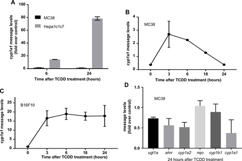 Figure 3 (A) mRNA levels were measured in MC38 and Hepa1c1c7 cell lines 6 and 24 hrs after 1 nM TCDD treatment. (B) cyp1a1 mRNA levels were measured in MC38 cell line at 3, 6, 18, and 24 hrs after 1 nM TCDD treatment. (C) cyp1a1 mRNA levels were measured in B16F10 cell line at 3, 6, 18, and 24 hrs after 1 nM TCDD treatment. (D) AHR gene battery mRNA levels were measured in MC38 cells at 24 hrs after 1nM TCDD treatment. Error bars represent means±SD, n=3 except zero timepoint in (B) with n=2. All qPCR data were normalized to the gapdh control.Abbreviations: cyp1a1, cytochrome P450 1A1; TCDD, 2,3,7,8-tetrachlorodibenzo-p-dioxin.