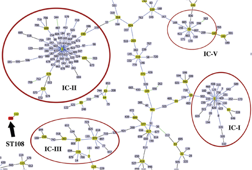 Fig. 3 Partial snapshot of the population structure of A. baumannii according to MLST and using goeBURST (PHYLOViZ).Blue links show SLVs. Founder STs are highlighted in yellow. Reddish circles indicate isolates grouped into a particular international clone (IC). The black arrow points at ST108 and its SLV, ST112