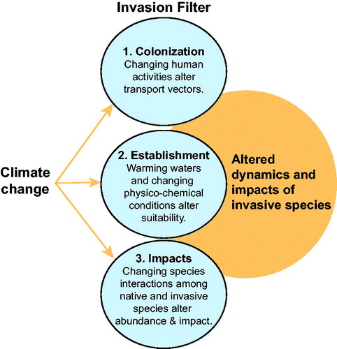 Figure 2. Climate change affects each step or filter of the invasion process. Here, we present an example of three potential invasion filters (colonization, establishment, and impacts) where climate change affects the underlying ecology of each filter. As each filter is altered, we expect to observe change in the dynamics and impacts of AIS. As a result, AIS will be more challenging to manage under climate change, particularly since each of these filters are directly linked and often will be changing simultaneously.