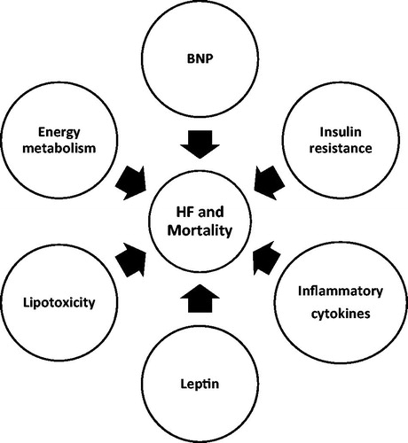 Figure 1. Mechanisms contributing to HF and mortality in obesity and obesity paradox.