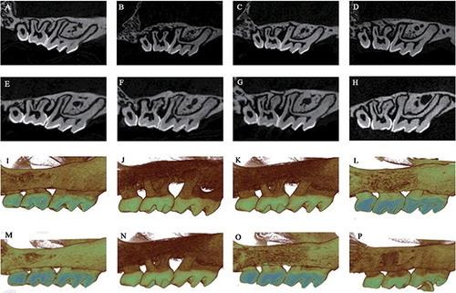 Figure 3. Bidimensional sagittal micro-CT views of the maxillary molars of different animals from each group at 1 (A–D) and 4 weeks (E–H). Three-dimensional sagittal micro-CT views of the maxillary molars of different animals from each group at 1 (I–L) and 4 weeks (M–P). Control group (A, E, I and M); Ped group (B, F, J and N); OIL-Ped group (C, G, K and O) and DIM-Ped group (D, H, L and P).