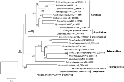 Figure 1. The maximum likelihood tree of P. bambucicola and 22 other aphids based on 13 PCGs. Numbers above the branches indicate the bootstrap support values, and values lower than 50 are not shown.