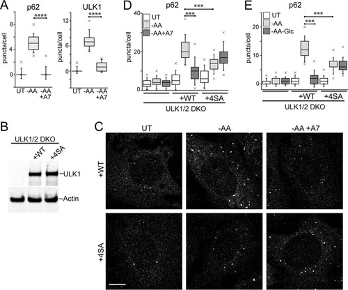 FIG 9 Phosphorylation of ULK1 by AMPK inhibits autophagosome formation. (A) HEK293A cells were starved of amino acids in the presence or absence of A769662 (50 μM) for 2 h. Starvation conditions included 0.1% dialyzed FBS. The fixed cells were stained for endogenous p62- or ULK1-labeled autophagosomes and quantified. Each plot represents 135 cells from 3 experiments. ****, P < 0.0001; unpaired t test. (B) ULK1/2 DKO cells were reconstituted with Myc-ULK1, wild type or 4SA (S467A, S555A, T574A, and S637A). Expression levels were confirmed by immunoblotting with anti-ULK1 antibody. (C) ULK1/2 DKO cells reconstituted with wild-type or 4SA Myc-ULK1 were starved of amino acids in the presence or absence of A769662 for 2 h. Starvation conditions included 10% dialyzed FBS. The fixed cells were stained for endogenous p62 puncta. Scale bar, 10 μm. (D) The experiment shown in panel C was quantified. Each plot represents 90 to 135 cells from 3 experiments. ***, P < 0.001; ANOVA with Tukey's posttest. (E) Cells as in panel C were starved of amino acids, or amino acid and glucose together, for 2 h. Starvation conditions included 10% dialyzed FBS. Each plot represents 135 cells from 3 experiments. In box-and-whisker plots, the boxes show the 25th and 75th percentiles and means, and the whiskers show standard deviations. ×, 1st and 99th percentiles; ***, P < 0.001; ANOVA with Tukey's posttest.