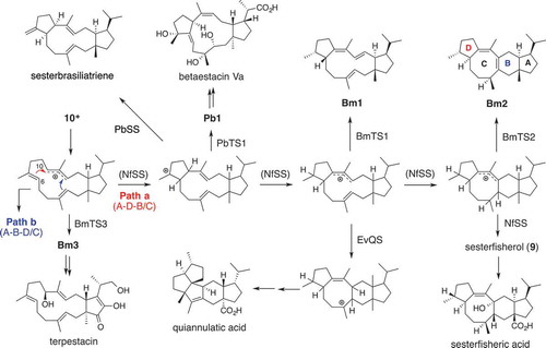 Figure 6. Unified cyclization mechanism of Clade I-terpene synthases.