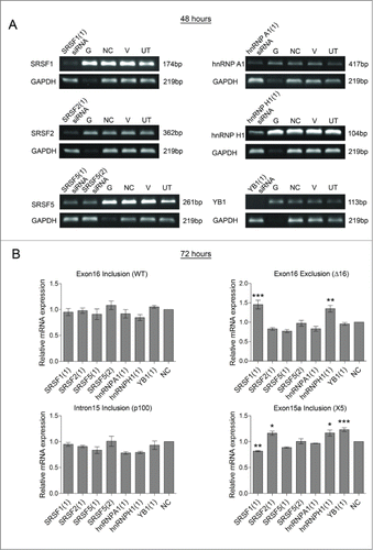 Figure 5 . Screening splicing factors for effects on HER2 mRNA transcripts in SKBR3 cells. RNA interference was used to reduce the levels of splicing factors (SRSF1, SRSF2, SRSF5, hnRNP A1, hnRNP H1, and YB1) in SKBR3 cells. Four controls comprising a positive transfection control (GAPDH siRNA (G)), a negative scrambled sequence control siRNA (NC), a vehicle only control (V) and untreated cells (UT) were also used. (A) Reduction of mRNA was determined at 48 hours by classical PCR. (B) HER2 alternative splicing events were measured using splice-specific primers by qPCR at 72 hours post-transfection (mean (n = 3) ± SEM). * P ≤ 0.05, ** P ≤ 0.01, *** P ≤ 0.001.