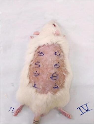 Figure 1 Epilated area of the rat dorsum for random application of the different protocols (1 to 8), with n = 6 for each experimental group.