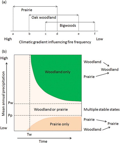 Figure 20. (a) The ecological thresholds for the establishment of prairie, oak (Quercus) woodland, and mixed deciduous forest (Bigwoods) in central Minnesota plotted along a climatic gradient (e.g. precipitation) that influences fire frequency. Redrawn from Grimm EC (Citation1983). (b) Schematic representation of ecological thresholds for the establishment of prairie and woodland in central Minnesota. The horizontal axis is time; the vertical axis is a climatic gradient (e.g. mean annual precipitation). In the upper right quadrant (woodland only) above the woodland threshold for annual precipitation (Pw), only woodland will persist as a stable state once it is established. Either of two potentially stable states – woodland or prairie – can persist in areas with climate delimited by the thresholds for woodland (Pw) and prairie (Pp), while only prairie will persist as a stable state below the critical threshold for annual precipitation (Pp) and for increased fire recurrence (lower right quadrant: prairie only). Tw represents the minimum time required for woodland to invade prairie. The vegetation outcomes and pathways are summarised in the right-hand column. Redrawn from Grimm EC (Citation1983) and Delcourt HR and Delcourt (Citation1991).