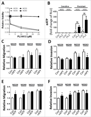 Figure 2. Extracellular ATP phenotype extends in vitro to naturally resistant tumor cells. Patient-derived melanoma cells demonstrating natural PLX-sensitive (M229, M249) and -resistant (M233, M263) phenotypes were exposed to increasing doses of PLX4032 (PLX) for 72 h and resistance assessed by MUH assay-based cell viability assays (A) or extracellular ATP analyzed (B, 10 µM PLX for 72 h; RLU, relative luciferase units). The capacity of exogenous ATP to facilitate migration (C, E) or invasion (D, F) were assessed following either APY (C, D; 2 U/ml) or ATP (E, F; 50 µM) exposure for 72 h. Data are the mean ± SD of 3 independent experiments. * = P < 0.05, **/$$ = P < 0.01.