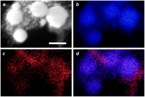 Figure 9. EDX data for MGNCs in HAADF–STEM mode, prior to cleansing by DE-DTC. (a) HAADF–STEM image (bar = 100 nm), (b–d) elemental maps for Au, Fe, and merged Au/Fe respectively. The distribution of Fe within MGNCs is relatively even.