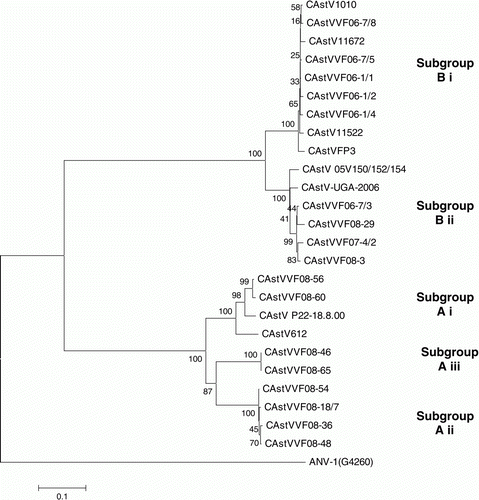 Figure 2.  Phylogenetic tree of CAstVs based on capsid amino acid sequences. The tree was constructed using Mega 4 (Tamura et al., Citation2007) using the neighbour-joining method and 1000 bootstrap replicates (bootstrap values are shown on the tree). Data relating to the origin of the CAstVs, including the Genbank accession numbers, are shown in Table 1. ANV-1 was used to root the tree.