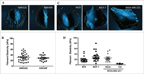 Figure 3. Spatial distribution of filament elasticity reflects migrating modes of cells. (A) AFM-scanned image of NRK52E and NRK49F cells. (B) Dot plot showing filament elasticity of NRK52E and NRK49F cells. (C) AFM-scanned image of M10, MCF-7, and MDA-MB-231 cells. (D) Dot plot showing filament elasticity of M10, MCF-7, and MDA-MB-231 cells. Data from at least 10 cells were collected in each group.