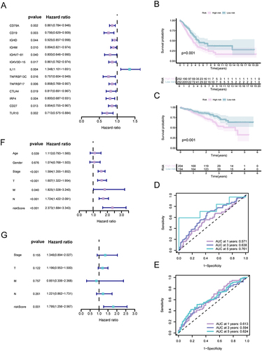 Figure 1 Prognostic evaluation of distinct subcategories within IRGPI. (A) Univariate analysis based on Cox proportional hazards of the 13 immune-related hub genes. (B and C) Kaplan-Meier survival analysis for the TCGA and GEO cohorts individually (with a significance level of P <0.05). (D and E) Assessment of the AUC for the IRGPI subcategories within the TCGA and GEO cohorts, respectively. (F and G) Independent univariate and multivariate Cox regression analyses encompassing clinicopathological variables and the IRGPI score, respectively (with asignificance level of P<0.05).