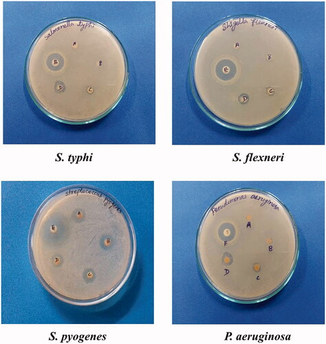Figure 6. Images of antibacterial activities of silver nanoparticles against Salmonella typhi, Shigella flexneri, Streptococcus pyogene and Pseudomonas aeruginosa. A – 10 µg; B– 20 µg; C – 40 µg; D – 60 µg; E – positive control.