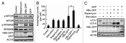 Figure 2. Characterization of HBx-triggered autophagosome accumulation. (A) Huh7 cells were treated with rapamycin or transfected with GFP or HBx-GFP for 48 h. Phosphorylation of MTOR and RPS6KB was analyzed by western blot using specific anti-phospho-MTOR or anti-phospho-RPS6KB antibodies. (B) Huh7 cells with or without HBx-GFP expression for 48 h were either starved or treated with rapamycin. Then the cells were fixed and stained with LC3 antibody. The number of LC3-dots per cell was quantified and is presented as mean ± SEM, n = 50. **P < 0.01. GFP-expressing cells were used as a control for HBx-GFP-expressing cells. (C) Western blot analysis of LC3 in cells treated as in (B).