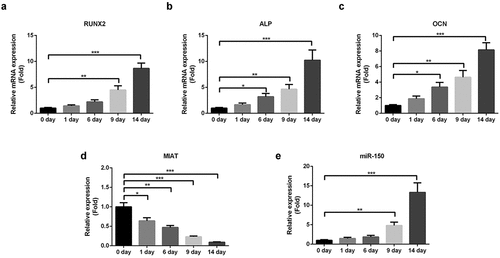 Figure 3. MIAT is significantly downregulated during the osteogenic differentiation of BMSCs. Osteogenic differentiation of BMSCs was evidenced by the increased expression of RUNX2, ALP and OCN (a-c). MIAT was decreased and miR-150-5p was increased time-dependently during the osteogenic differentiation of BMSCs (c and d). *p < 0.05, **p < 0.01, ***p < 0.001.