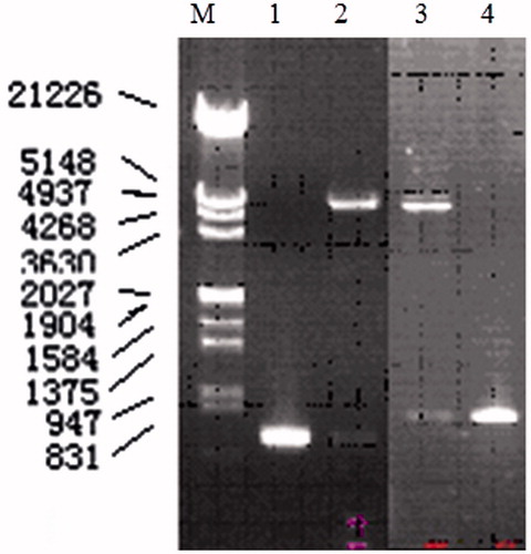 Figure 2. Verification of positive clone with pGEX-SEG and pGEX-SEI by double RE digestion. M: DNA marker; 1: PCR products of SEI; 2: result of double RE digestion of positive clone with pGEX-SEI; 3: result of double RE digestion of positive clone with pGEX-SEG; 4: PCR products of SEG.