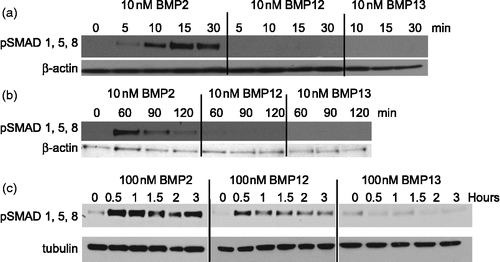 Figure 5.  Induction of SMAD signaling by BMPs in C3H10T1/2 cells. Cell lysates from rhBMP2, rhBMP12, or rhBMP13 treated C3H10T1/2 cells were analyzed by western blot with antibodies to phosphorylated SMAD 1/5/8 and to β-actin or tubulin. Cells were treated with (a)10 nM BMPs for 0 to 30 min, (b) 10 nM BMPs for 0 to 120 min or (c) treated with 100 nM BMPs for 0 to 3 h.