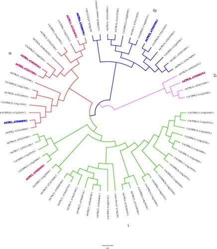 Figure 2. Phylogenetic tree of the CsCDPKs based on an alignment of the citrus and Arabidopsis proteins. Note: The phylogenetic tree was constructed via the neighbour-joining method in MEGA 7.0. Reliability of the predicted tree was tested by bootstrapping with 1000 replicates. Branch lines with different colours represent different CsCDPK groups.
