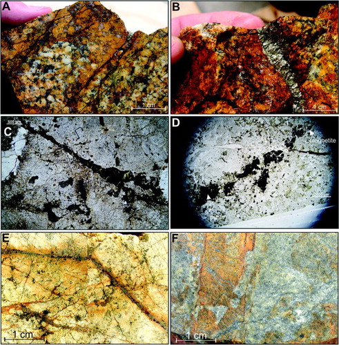 Figure 8. A, B, Mineralised pyrite, quartz, biotite, epidote, ± magnetite veins in the core of the Euchre Pluton (OU84924). C, Pyritic veins pass along-strike into biotite ± epidote-filled fractures a few hundred microns wide, indicating a direct link between the veins and potassic alteration (plane polarised light, OU84924). D, Some veins comprise coarse pyrite grains linked by segments that comprise finer quartz, biotite and epidote, a texture transitional between the planar veins illustrated in A–C and pyrite-rich clots in Figure S4 (OU84926). Magnetite is present in the vein despite the ilmenite-rich mineralogy of the host granite. E, F, Partially oxidised stockworks of mineralised quartz-pyrite veinlets and phengitic micro-shears in phengite-rich potassic-altered Freds Camp Pluton granite.