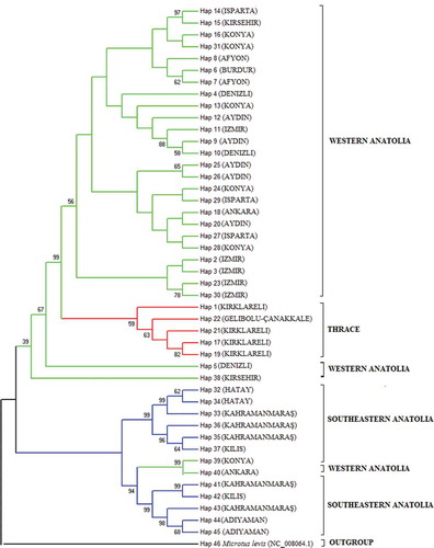 Figure 2. Maximum parsimony tree from concatenated sequences. Numbers on branches are bootstrap support values (BS) above 50%.