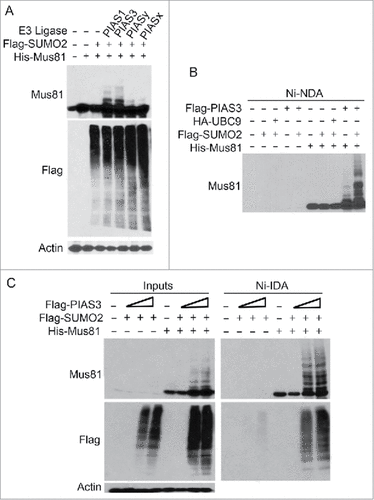 Figure 3. PIAS1 and PIAS3 promote Mus81 sumoylation. (A) HEK293 cells co-transfected with plasmids expressing Flag-SUMO2, His6-Mus81, and PIAS1 (or other family member) for 48 after which equal amounts of cell lysates were blotted with antibodies to Mus81, Flag, and ß-actin. (B) HEK293 cells were transfected with plasmids expressing various plasmid constructs as indicated for 48 h after which cells were lysed. Equal amounts of cell lysates were incubated with Ni-IDA resin after which proteins bound to the resin were eluted and blotted with the anti-Mus81 antibody. (C) HEK293 cells were co-transfected with plasmids expressing Flag-SUMO2, His6-Mus81, and Flag-PIAS3 (2 different concentrations) for 48 h after which equal amounts of cell lysates were incubated with Ni-IDA resin. Proteins bound to the resin, along lysate inputs, were blotted with antibodies to Mus81, Flag, and/or ß-actin.
