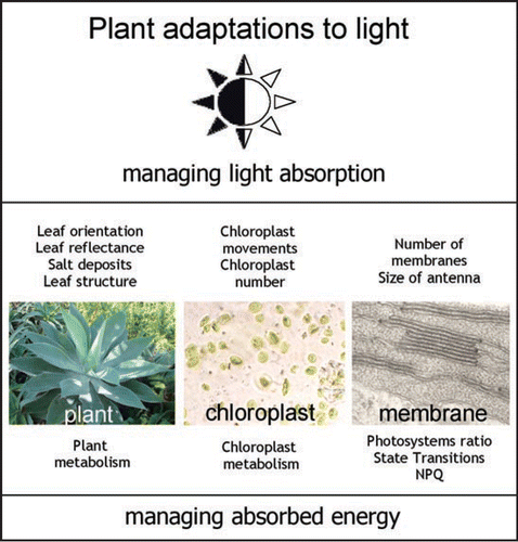 Figure 1 Multilevel strategies of plant adaptations to the light environment.