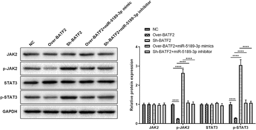 Figure 6. BATF2 affected the expression of p-JAK2 and p-STAT3. The expression of JAK2, STAT3 and the phosphorylated JAK2 and STAT3 was detected by Western blot in FLSs in the Over-NC, Over-BATF2, Over-BATF2+ miR-5189-3p mimic, Sh-NC, Sh-BATF2, and Sh-BATF2+ miR-5189-3p inhibitor groups. GAPDH was set as an internal control. Grey density was analyzed by the ImageJ tool. The data were expressed as mean ± SEM. ****p < 0.0001, Over-BATF2 group or Sh-BATF2 group vs NC group; Over-BATF2+ miR-5189-3p mimics group vs Over-BATF2 group, Sh-BATF2+ miR-5189-3p inhibitor group vs Sh-BATF2 group.